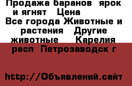 Продажа баранов, ярок и ягнят › Цена ­ 3 500 - Все города Животные и растения » Другие животные   . Карелия респ.,Петрозаводск г.